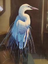 Load image into Gallery viewer, Common Egret In Breeding Plumage - Print In Frame By Michael Budden 36/250