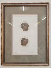 Load image into Gallery viewer, Seashells – Framed Wall Décor – Seally 100/250 Olson