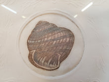 Load image into Gallery viewer, Seashells – Framed Wall Décor – Seally 100/250 Olson
